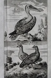 Pelikan, Haselhuhn und Rebhuhn, Gravur aus Reise nach der Hudson Bay