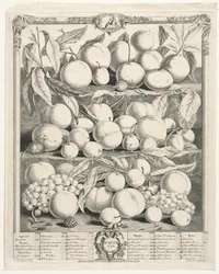 Zwölf Monate Obst: August, 1732
