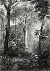 Szene in einem brasilianischen Wald, graviert von J. Bishop