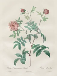 Die Rosen: Rosa cinnamomea