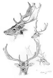 Hirschköpfe, 1898