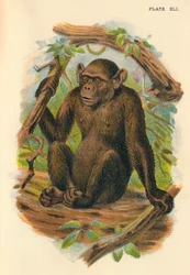 Der kahle Schimpanse, 1897