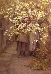 Apfelblüte