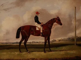 Braunes Rennpferd mit einem Jockey auf einer Rennbahn