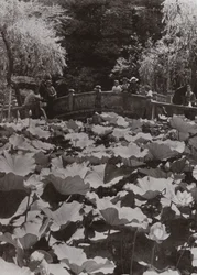 Ein Lotus-Teich