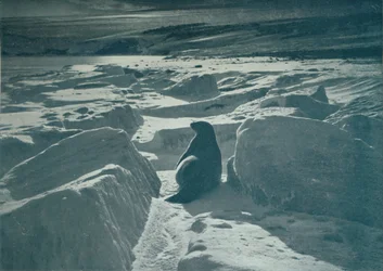 Ein Weddellrobbe am Strand, ca. 1911
