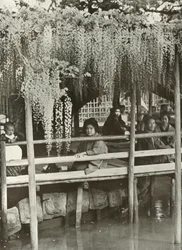 Ein Glyzinienlaubengang in Kameido, 1910