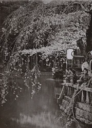 Kirschblütenzeit in Japan