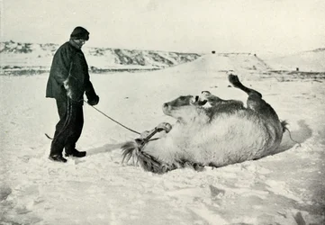 Cherry-Garrard gibt seinem Pony Michael eine Rolle im Schnee, ca. 1911, 1913