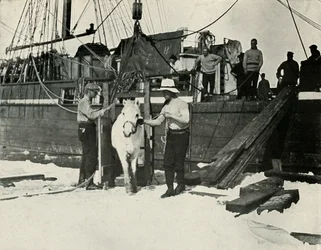 Entladen der Ponys, ca. 1910-1913, 1913