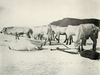 Ponys auf dem Meereis angebunden, um 1910-1913, 1913