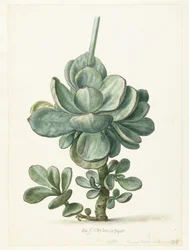 Sukkulente (Cotyledon orbiculata?)