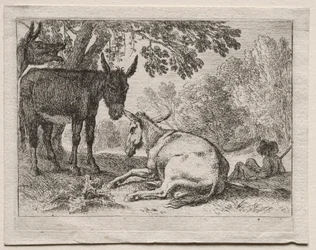 Tiere in Landschaften: Esel