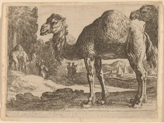 Kamele