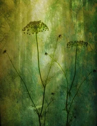 Ruhiger grüner Dill