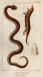 Aesping oder Rote Viper, Skink aus Apotheken, sein Kopf von oben gesehen. Fauna des Mdecins ou histoire des animaux et de leurs produits par Hippolyte Cloquet - Band 6 - 1825.