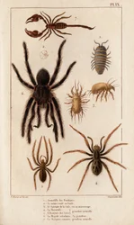 Amardille der Geschäfte, der Sascopte der Krätze, die Tarantel, die Araignée der Krätze, die Mygale, der Skorpion. aus „Fauna der Ärzte oder Geschichte der Tiere und ihrer Produkte von Hippolyte Cloquet“ - Band 6 - 1825