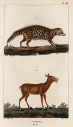 Zibet und Moschus. „Fauna der Ärzte oder Geschichte der Tiere und ihrer Produkte von Hippolyte Cloquet“ - Band 6 - 1825