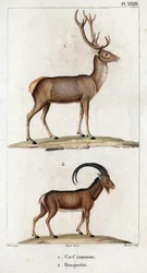 Gemeiner Hirsch und Steinbock. aus „Fauna der Ärzte oder Geschichte der Tiere und ihrer Produkte von Hippolyte Cloquet“ - Band 6 - 1825