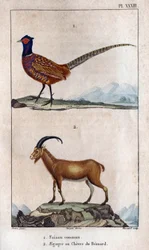 Gemeiner Fasan und Bezoard