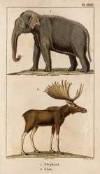Elefant und Elan. aus „Fauna der Ärzte oder Geschichte der Tiere und ihrer Produkte von Hippolyte Cloquet“ - Band 6 - 1825