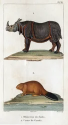Indisches Nashorn und Kanadischer Biber. Fauna der Ärzte oder Geschichte der Tiere und ihrer Produkte von Hippolyte Cloquet - Band 6 - 1825