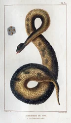 Java-Akrochord. Seine isolierten Tuberkel. Fauna der Ärzte oder Geschichte der Tiere und ihrer Produkte von Hippolyte Cloquet - Band 6 - 1825.