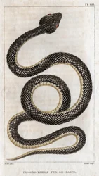 Darstellung des Trigonocephale - Speerspitze: Reptil. Tafel aus Fauna der Ärzte oder Geschichte der Tiere und ihrer Produkte