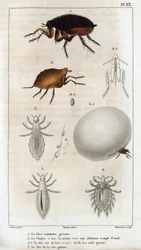 Die Gemeine Laus, der Floh. „Fauna der Ärzte oder Geschichte der Tiere und ihrer Produkte von Hippolyte Cloquet“ - Band 6 - 1825