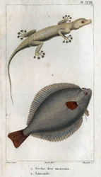 Der Hausgecko und die Limande. Tafel aus „Fauna der Physik oder Geschichte der Tiere und ihrer Produkte“ von Hippolyte Cloquet