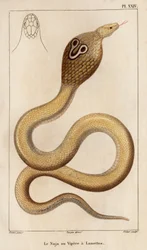 Die Naja oder Brillenschlange. Fauna der Ärzte oder Geschichte der Tiere und ihrer Produkte von Hippolyte Cloquet - Band 6 - 1825