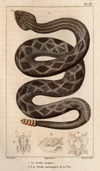 Die Klapperschlange wird trinken, anatomische Details ihres Kopfes. Fauna der Ärzte oder Geschichte der Tiere und ihrer Produkte von Hippolyte Cloquet