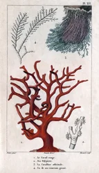 Der rote Koralle, seine Polypen, die Coralline officinale, ein grober Zweig. aus „Fauna der Docks oder Geschichte der Tiere und ihrer Produkte von Hippolyte Cloquet“ - Band 6 - 1825