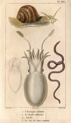 Die gemeine Schnecke, der gewöhnliche Tintenfisch, sein Knochen, der gemeine Regenwurm. in „Fauna der Docks oder Geschichte der Tiere und ihrer Produkte von Hippolyte Cloquet“ - Band 6 - 1825.