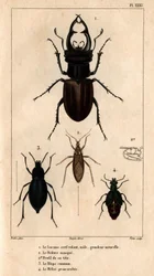 Der männliche Drachenflieger, natürliche Größe, die Reduve-Maske, die gemeine Blaps, der Proscarabeus Meloe in Fauna der Ärzte oder Geschichte der Tiere und ihrer Produkte von Hippolyte Cloquet - Band 6 - 1825