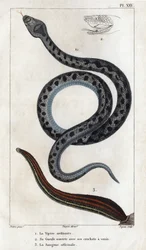 Die gewöhnliche Viper, sein Maul offen mit seinen Giftzähnen, das officinale Sangue. aus „Fauna der Ärzte oder Geschichte der Tiere und ihrer Produkte von Hippolyte Cloquet“ - Band 6 - 1825