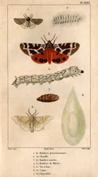 Die Prozessionsspinnerraupe, die Marderraupe, die Maulbeerspinnerraupe, der Seidenwurm, seine Hülle, seine Puppe. in „Fauna der Ärzte oder Geschichte der Tiere und ihrer Produkte von Hippolyte Cloquet“