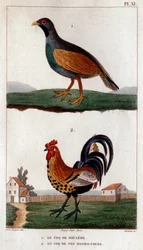 Der Auerhahn und der Haushahn. aus „Fauna der Ärzte oder Geschichte der Tiere und ihrer Produkte von Hippolyte Cloquet“ - Band 6 - 1825
