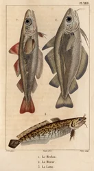 Der Wittling, der Kabeljau und der Quappe. Fauna der Ärzte oder Geschichte der Tiere und ihrer Produkte von Hippolyte Cloquet - Band 6 - 1825.
