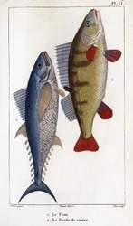Thunfisch und Flussbarsch. Fauna der Ärzte oder Geschichte der Tiere und ihrer Produkte von Hippolyte Cloquet