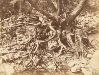 Baum mit Wurzelgeflecht