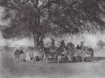 Afrika: Karawane von Ochsenreitern am Weißen Nil (s/w Foto)