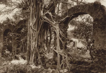 Mexiko: Arco de puente español con higuera, Antigua, Estado Vera Cruz