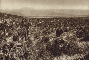 Mexiko: Sierra de Tehuacan, Im Vordergrund "Echinocactus grandis"