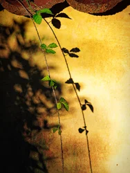 Schatten einer Kletterpflanze auf goldener Wand