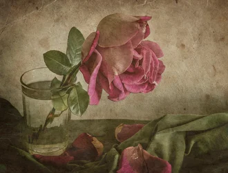 Verblühte Rose Stillleben