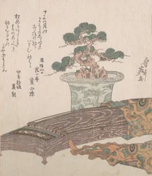 Topfkiefer und Koto Japanische Harfe, 19. Jahrhundert