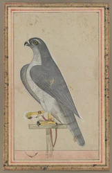 Falke, ca. 1770