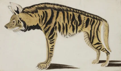 Hyäne, nach 1794