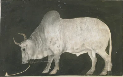 Indischer Stier